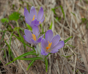 Three wild crocus flowers in nature. Fake saffron flowers close up. View from above. Blurred background of dry grass.