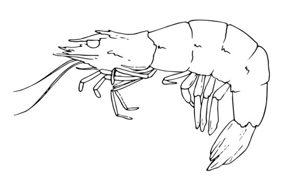 drawing of a shrimp. painted marine crustacean shrimp with black outline, with curved black antennae, eyes, side view on white for design template