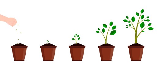 Potted plant growth concept. Care of a growing tree or flower. Sowing the seed. The hand throws the seeds into the soil.
Vector illustration.