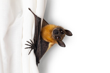 Cute fruit bat hanging in white curtain, looking very curious and sweet toward camera. Isolated on a white wall background.