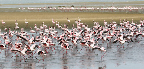 Flamboyance of Lesser Flamingo, Walvis Bay, Namibia