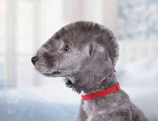 Portrait of a two month old Bedlington Terrier puppy indoors