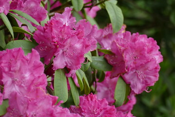 Rosarote Rhododendronblüte, Close-Up, Deutschland