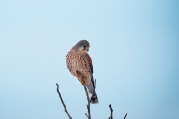 The common kestrel, wild predator bird sits on tree branch