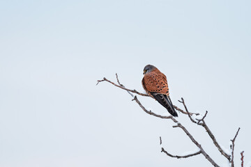 The common kestrel, wild predator bird sits on tree branch