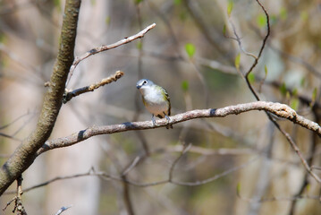 A non-breeding Blue-headed Vireo perching on a tree branch