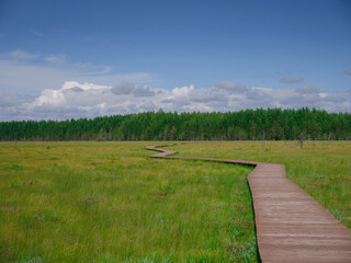 trip to central Russia, St. Petersburg, ecotrail Sestroretsky swamps. regenerative travel concept....