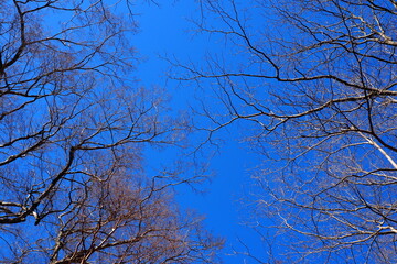 森の中から見上げる青空と樹木