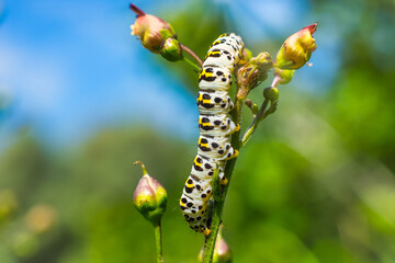 Swallowtail caterpillar on branch with buds against blurry background