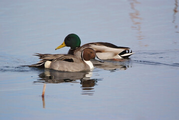 すれ違うオナガガモとマガモ