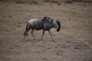Obraz na płótnie Canvas wildebeest in serengeti national park city