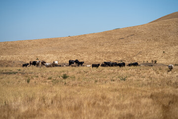 Fototapeta na wymiar Angus, wagyu and murray grey beef bulls and cows, being grass fed on a hill in Australia. 