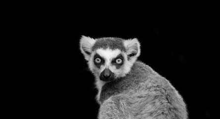 Obraz premium ring - tailed lemur (Lemur catta)