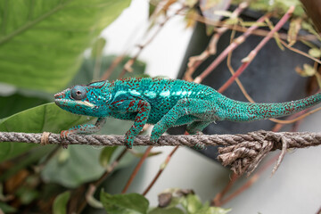 impressive exotic vertebrate chameleon with incredible colors moves very slowly