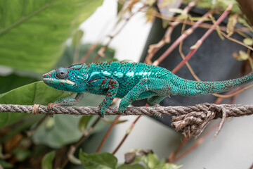 Naklejka na ściany i meble impressive exotic vertebrate chameleon with incredible colors moves very slowly