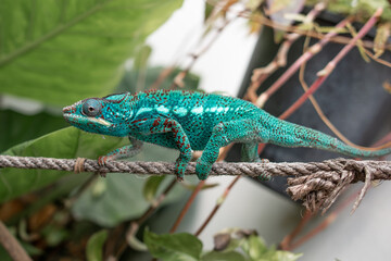 Naklejka na ściany i meble impressive exotic vertebrate chameleon with incredible colors moves very slowly