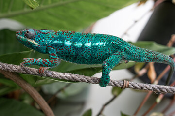 impressive exotic vertebrate chameleon with incredible colors moves very slowly