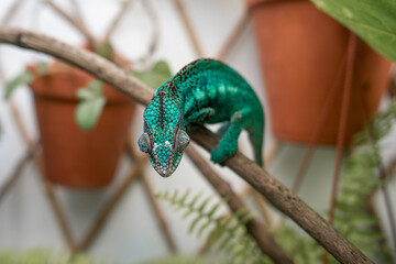 impressive exotic vertebrate chameleon with incredible colors moves very slowly