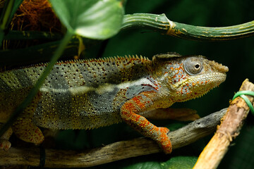 impressive exotic vertebrate chameleon with incredible colors moves very slowly