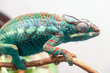  impressive exotic vertebrate chameleon with incredible colors moves very slowly © Cala Serrano
