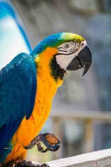 Photo d'un perroquet