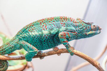 impressive exotic vertebrate chameleon with incredible colors moves very slowly