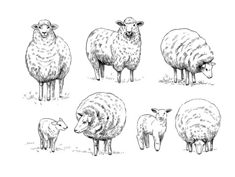Sheep. Vector illustration. Black outline on a transparent background