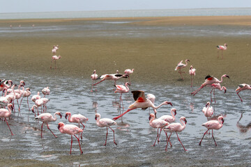 Lesser Flamingo in flight, Walvis Bay, Namibia