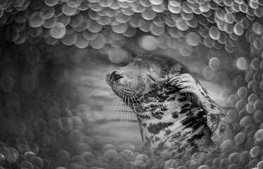 seal portrait and light bokeh