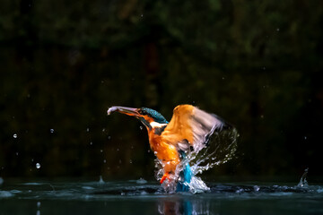 A kingfisher (Alcedo atthis) in flight with a fish having emerged from the water