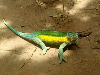 Chameleon