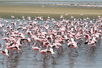 Flamboyance of Lesser Flamingo, Walvis Bay, Namibia