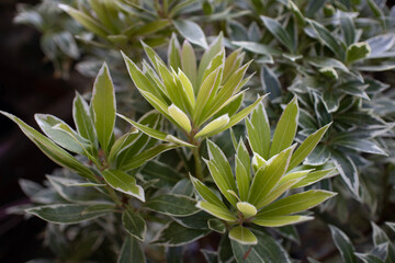 close up of a plant in the garden