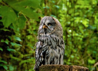 great horned owl