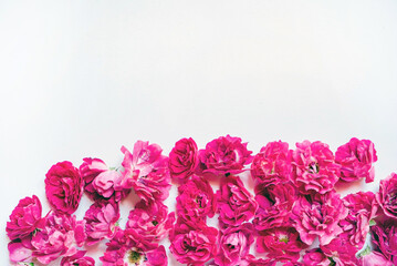 fresh roses on the white background