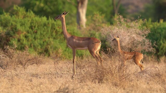 Gerenuk - Litocranius walleri also giraffe gazelle, long-necked antelope in Africa, long slender neck and limbs, standing on hind legs during feeding leaves. Adult and young gerenuk standing in bush.