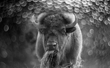 Fototapeten European bison - bull and nice bokeh © Vera Kuttelvaserova