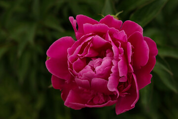 Pink peonies in the garden. Blooming pink peony. Closeup of beautiful pink Peonie flower. Natural floral background.  Paeoniaceae. Copy space. Valentine's day. Floral background. Flower petals. Summer