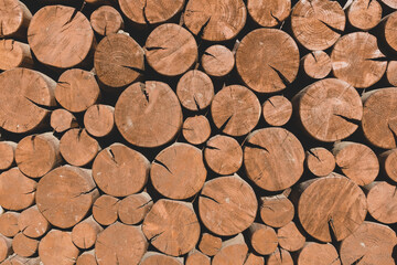 Wood cut texture with tree rings. Decorative wall Background