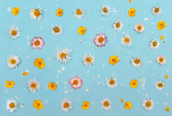 White and pink daisies and yellow buttercups on a blue background. Flat lay, top view