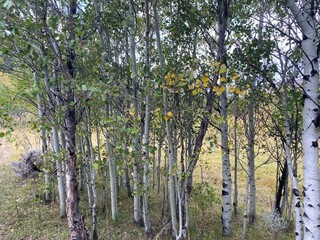 Fototapeta premium aspen trees in the mountains