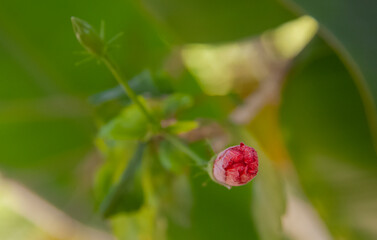 Mini pink with blurred background
