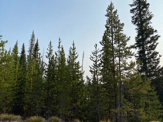 pine trees in the forest