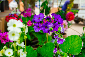 Obraz premium flowers in the garden