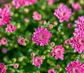 Pink flowers on green background