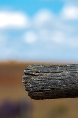 Pedaço de tronco de madeira com fundo desfocado.