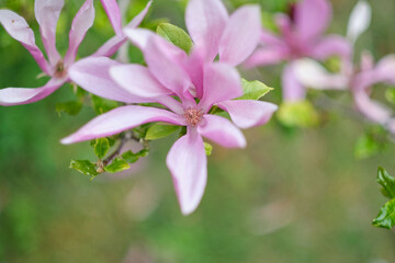 Pink flower