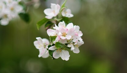 Apple tree branch in bloom