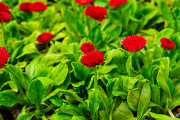 red tulips in the garden