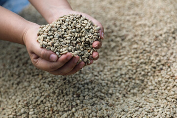 Raw coffee beans in the hand